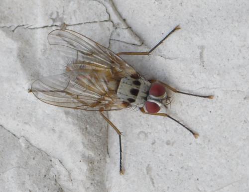 Réf. 243 302 : Helina clara